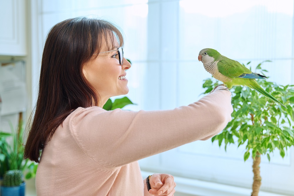 parrots that you can have as pets
