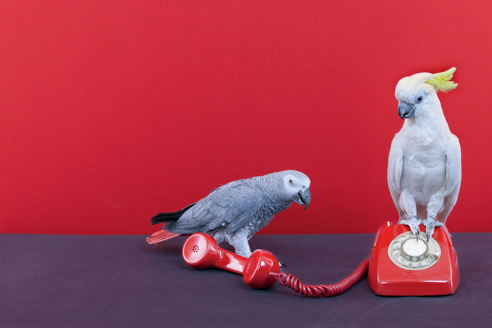 birds that are easy to train