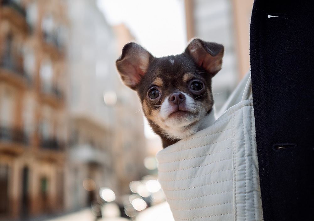 dog breeds that love traveling