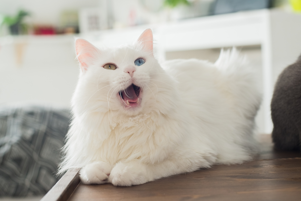 Cat Allergens