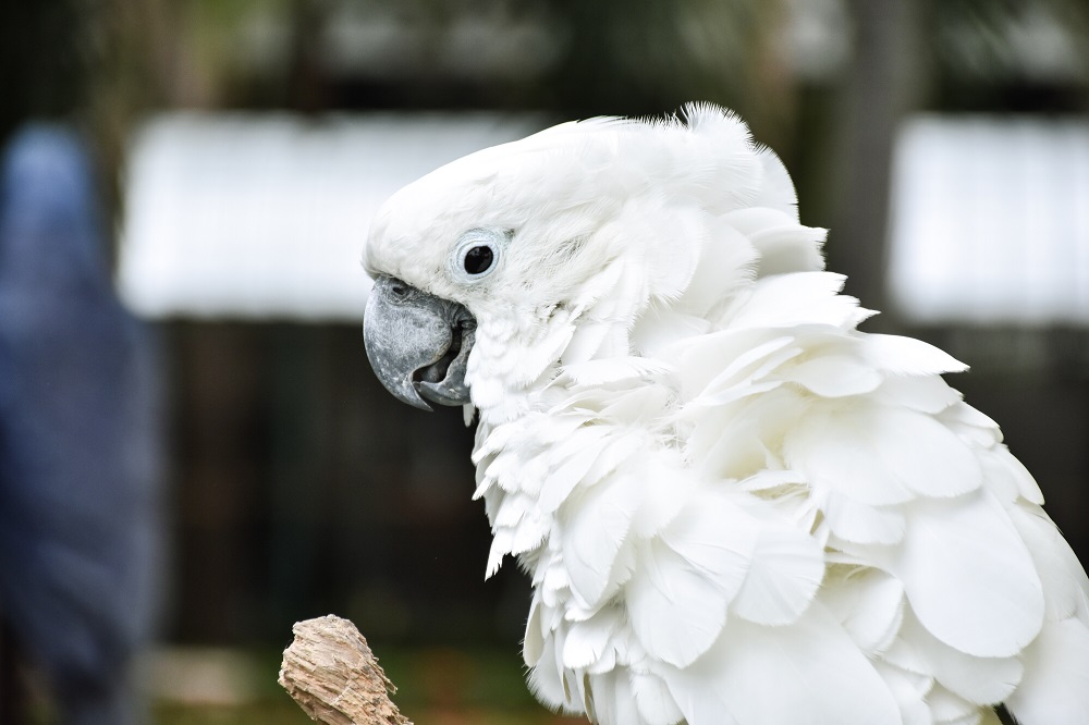 birds that are easy to train