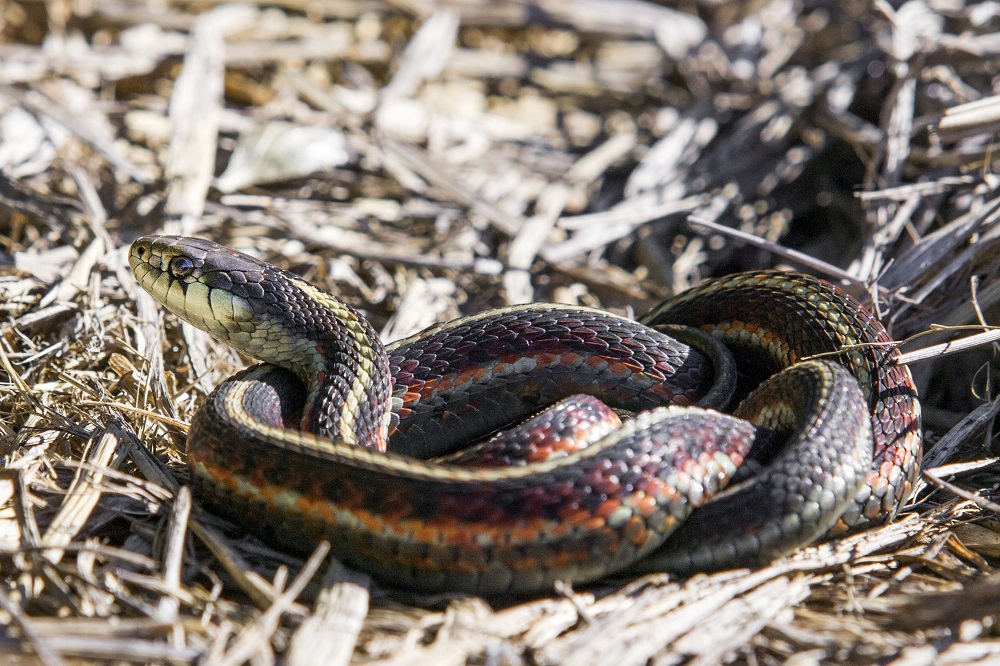 America's most venomous states