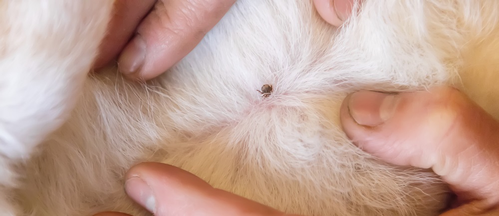signs of ticks in dogs