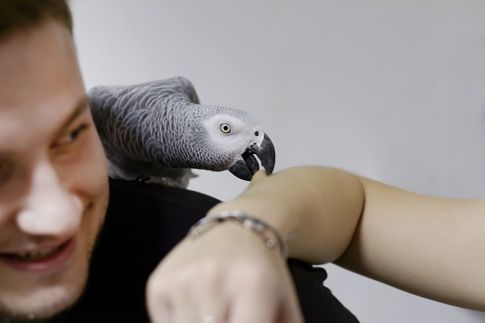 birds that are easy to train