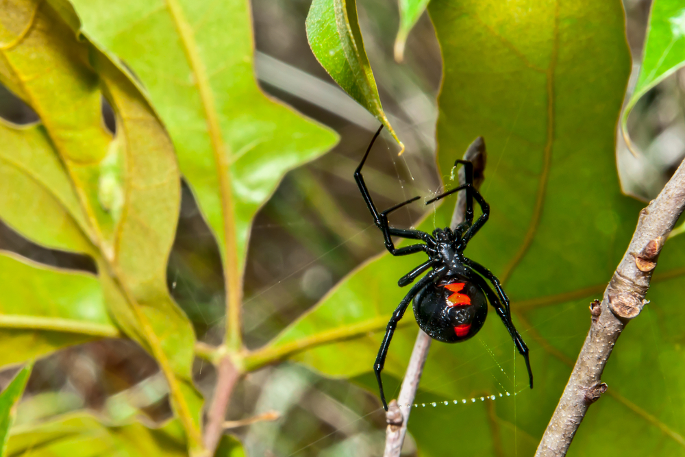 America's most venomous states