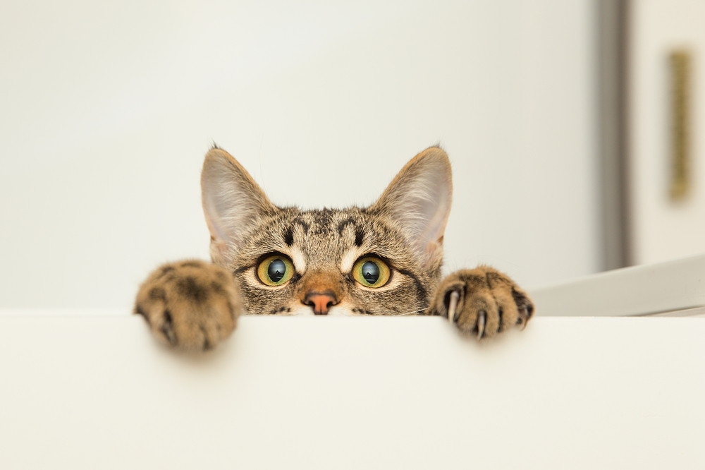 Cat Allergens