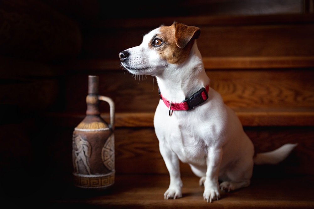 dog breeds that love traveling