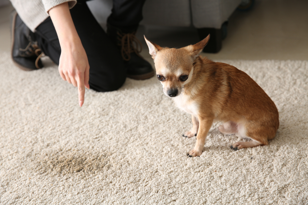 Common Dog Myth