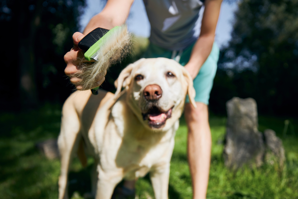 Common Dog Myth