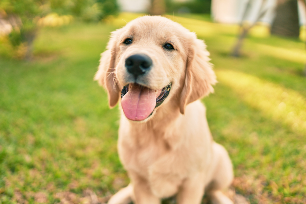 Dog Name Origin