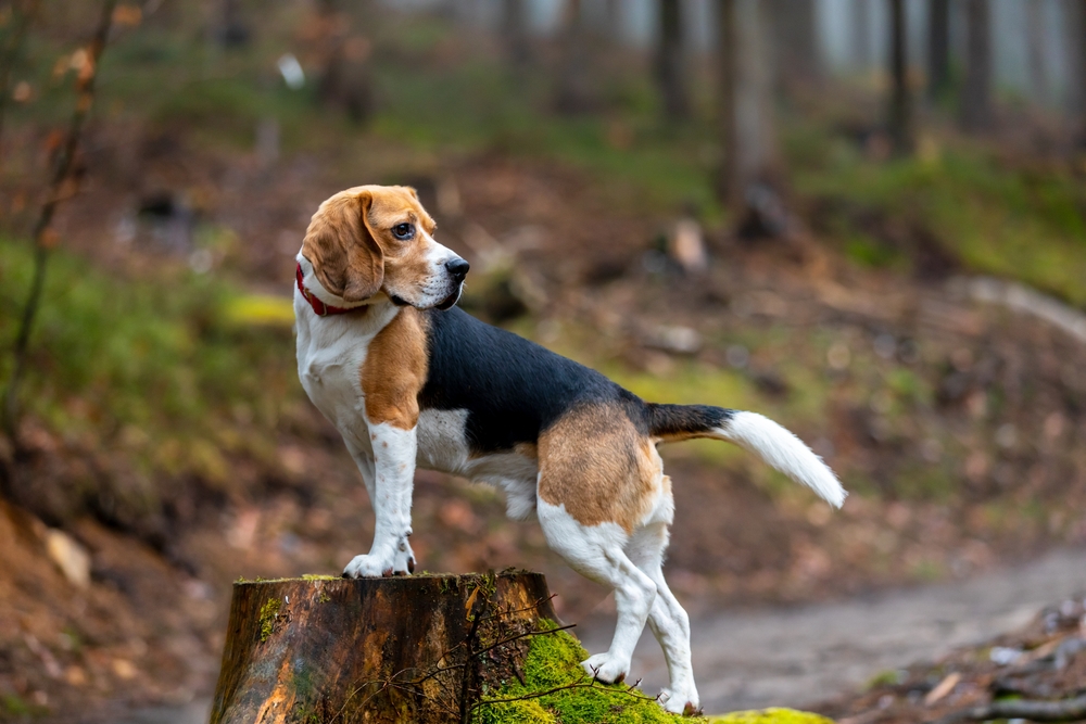Dog Name Origin
