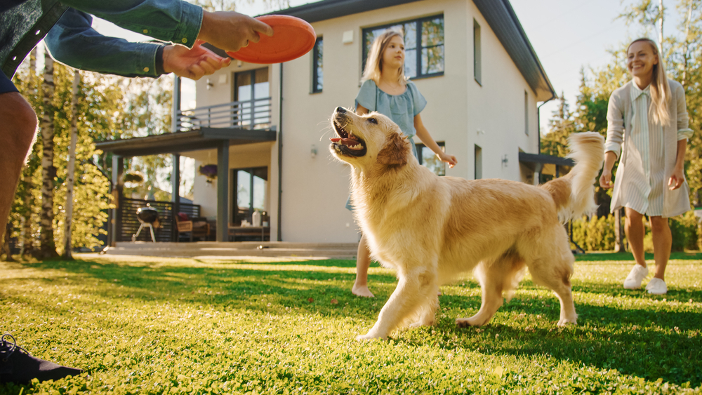 Irritating Dog Habit