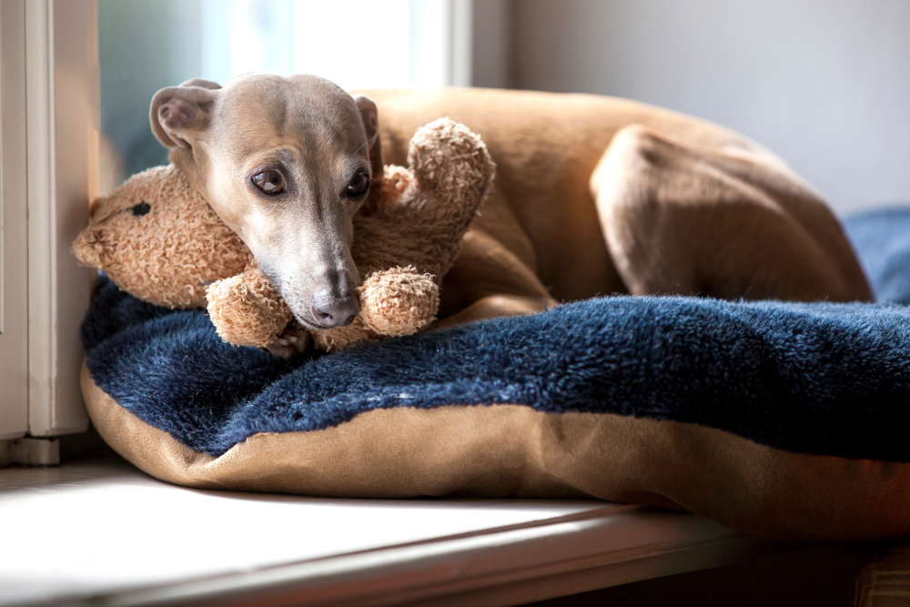 Irritating Dog Habit