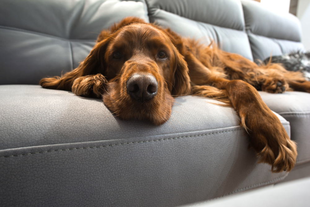 Irritating Dog Habit