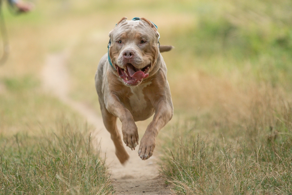 bulldog breed