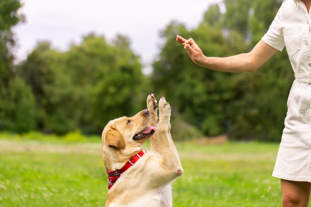 canine kidney disease