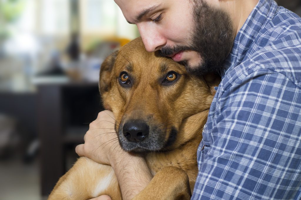 canine kidney disease