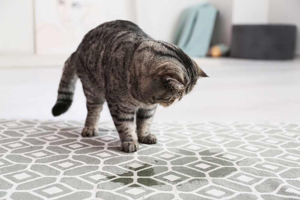 cat odor