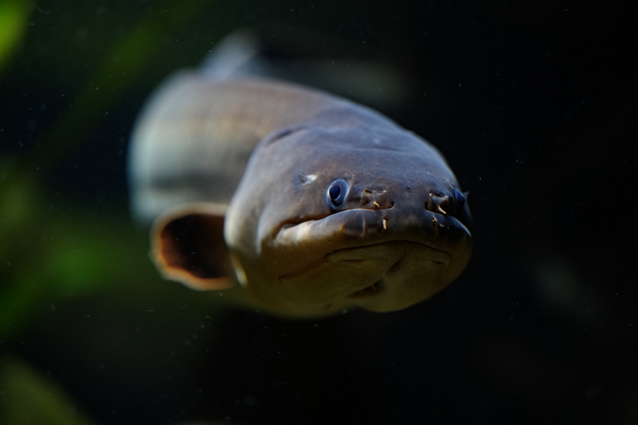 dangerous fish 