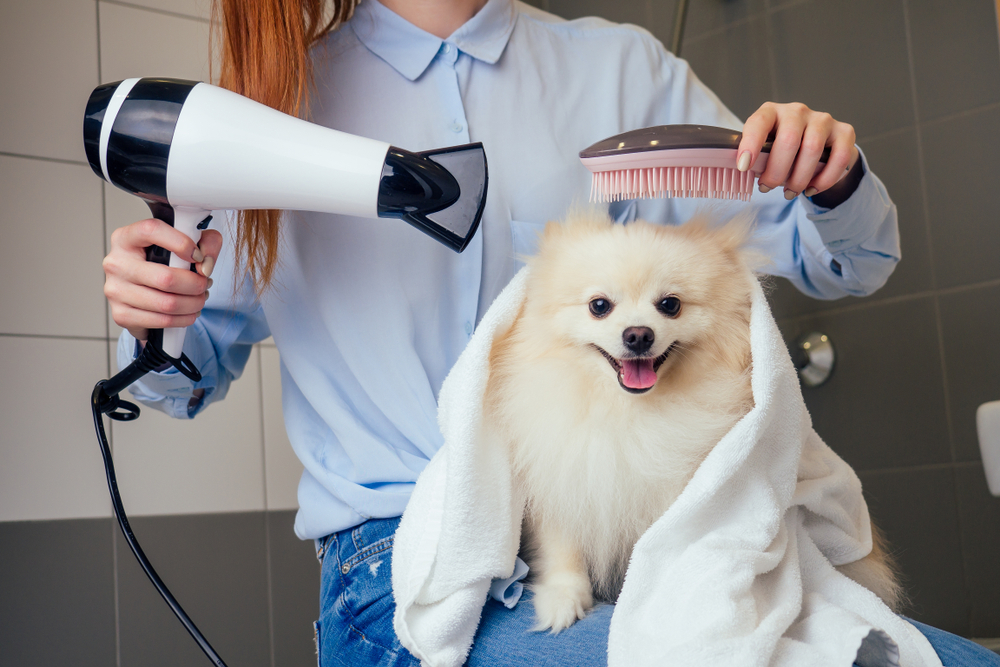 dog bath
