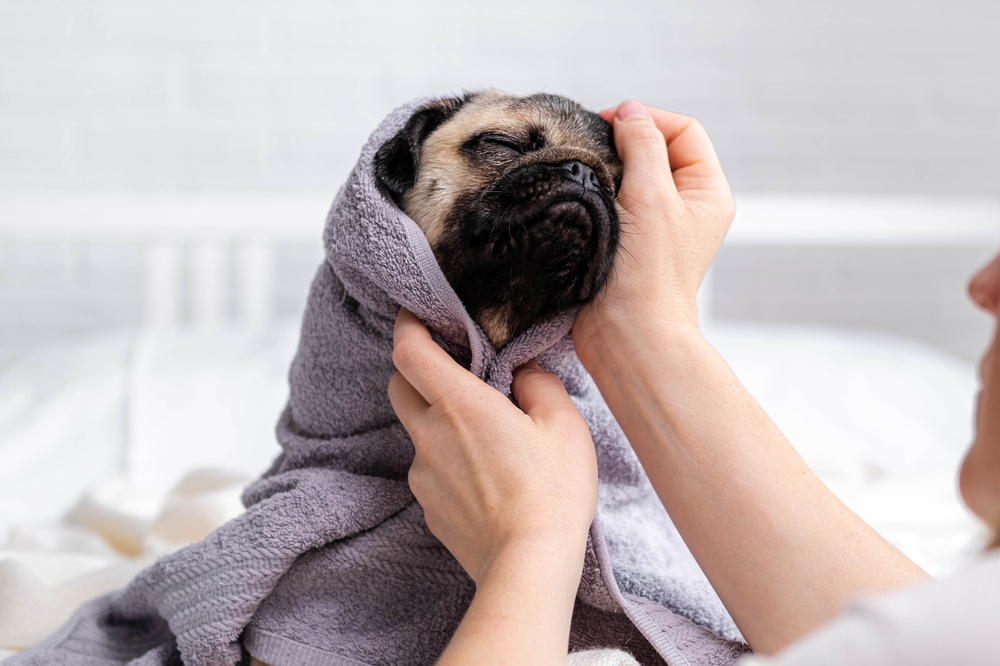 dog bath