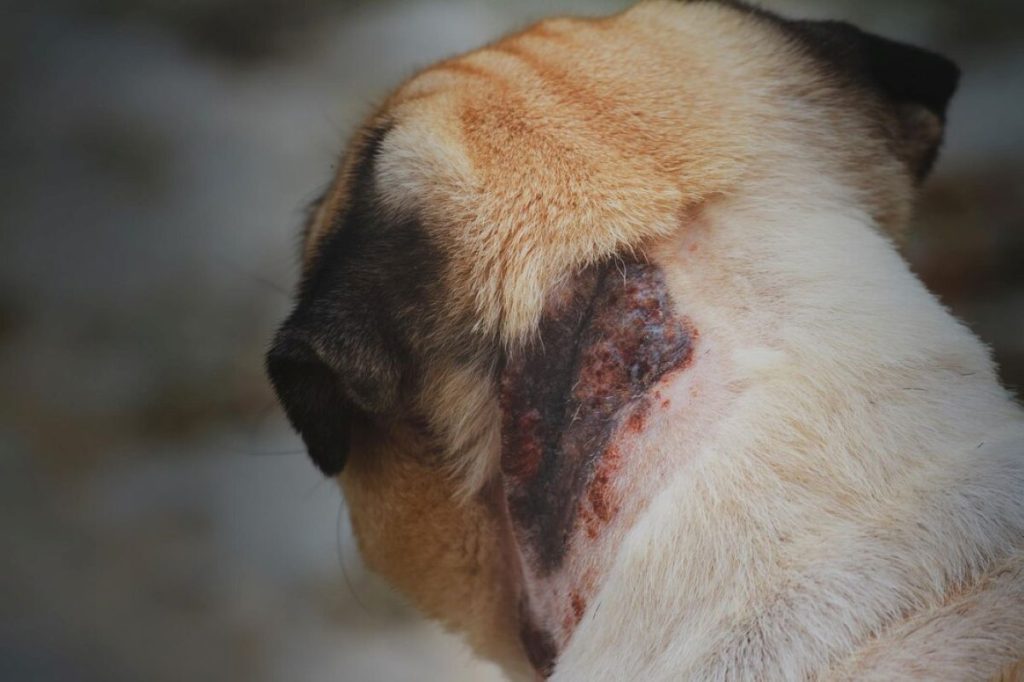 dog-skin-1