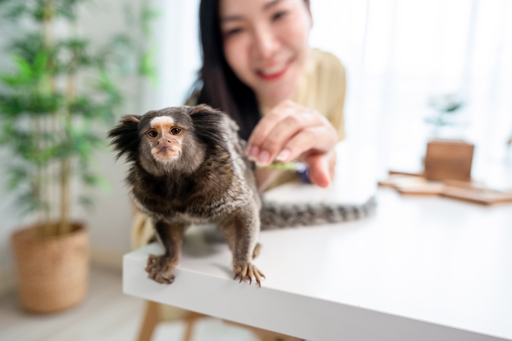 exotic animals