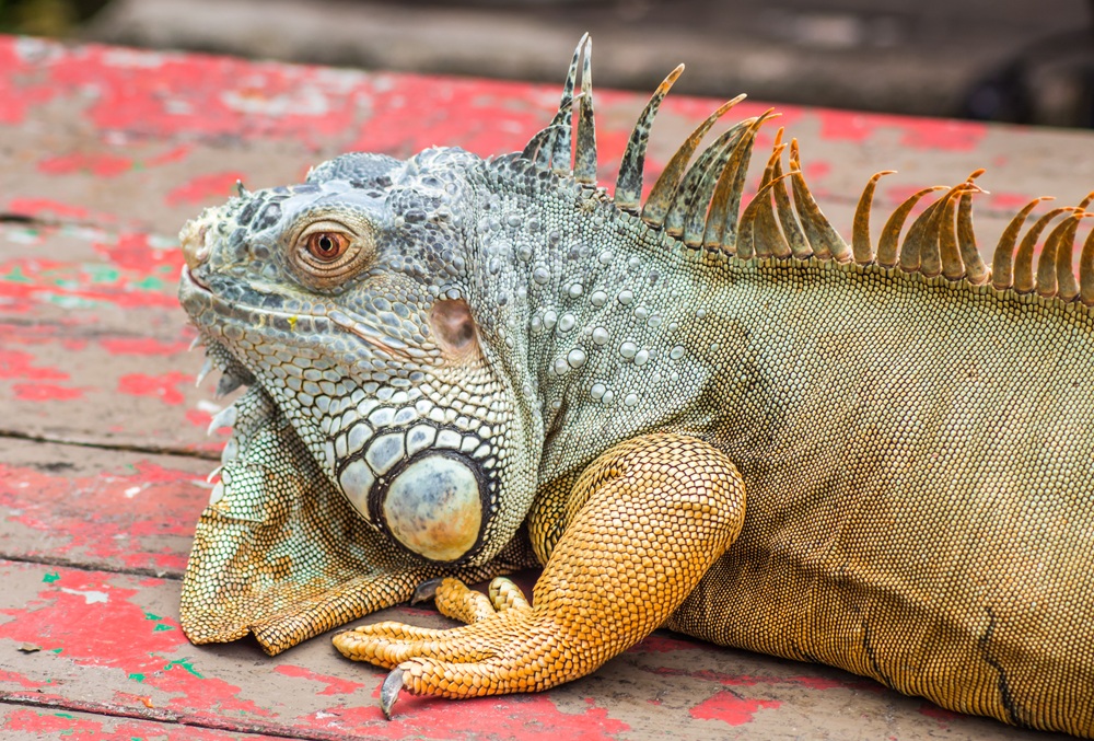 exotic animals
