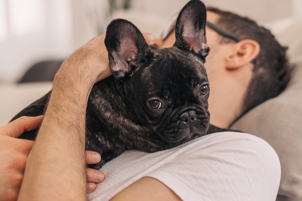 french bulldog breed