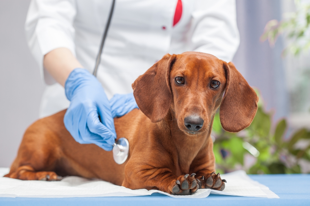 pet medication