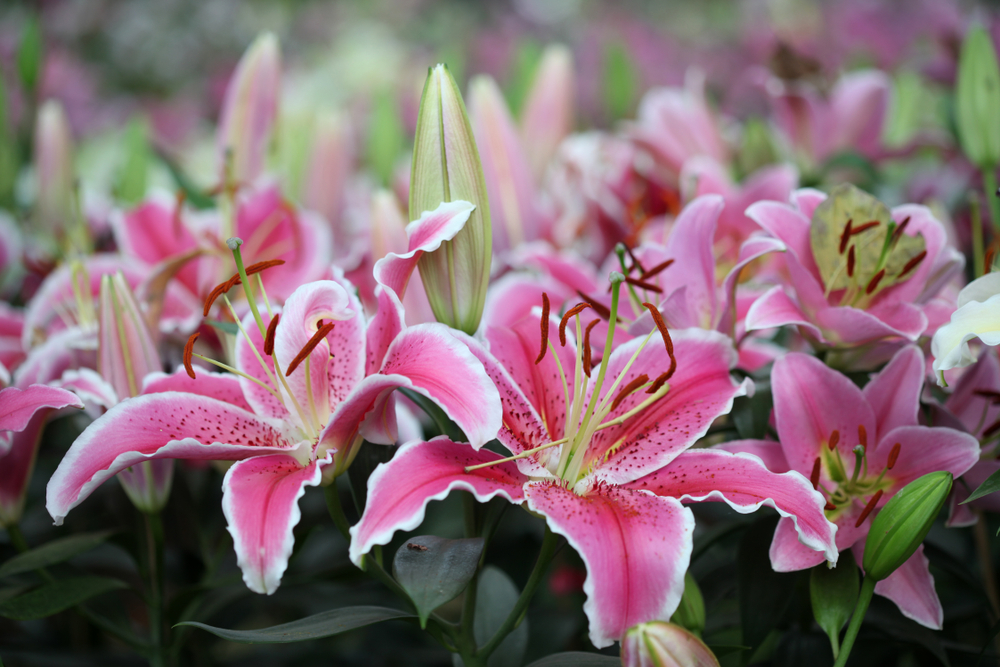 spring