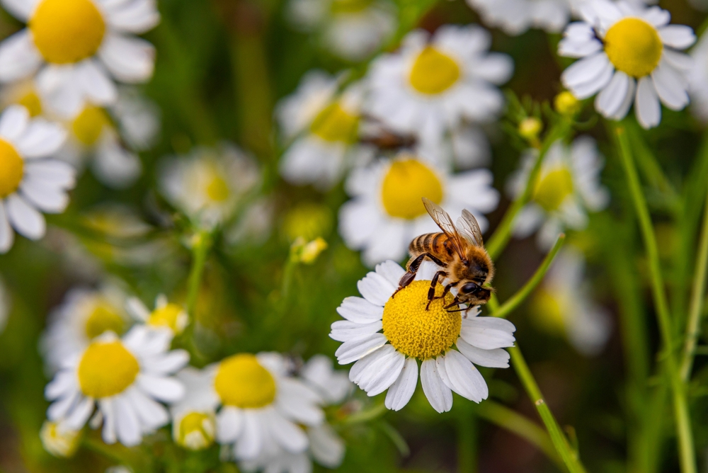 spring