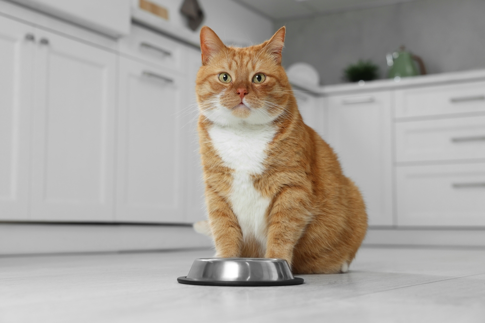 wet cat foods oranges sitter