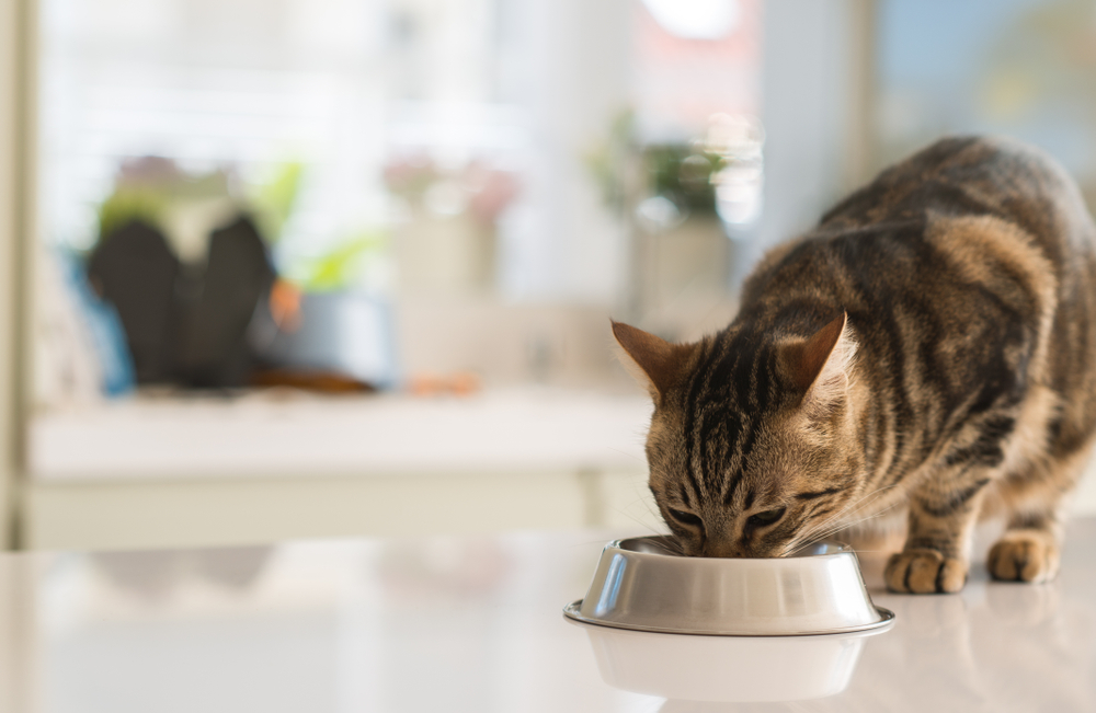 wet cat foods
