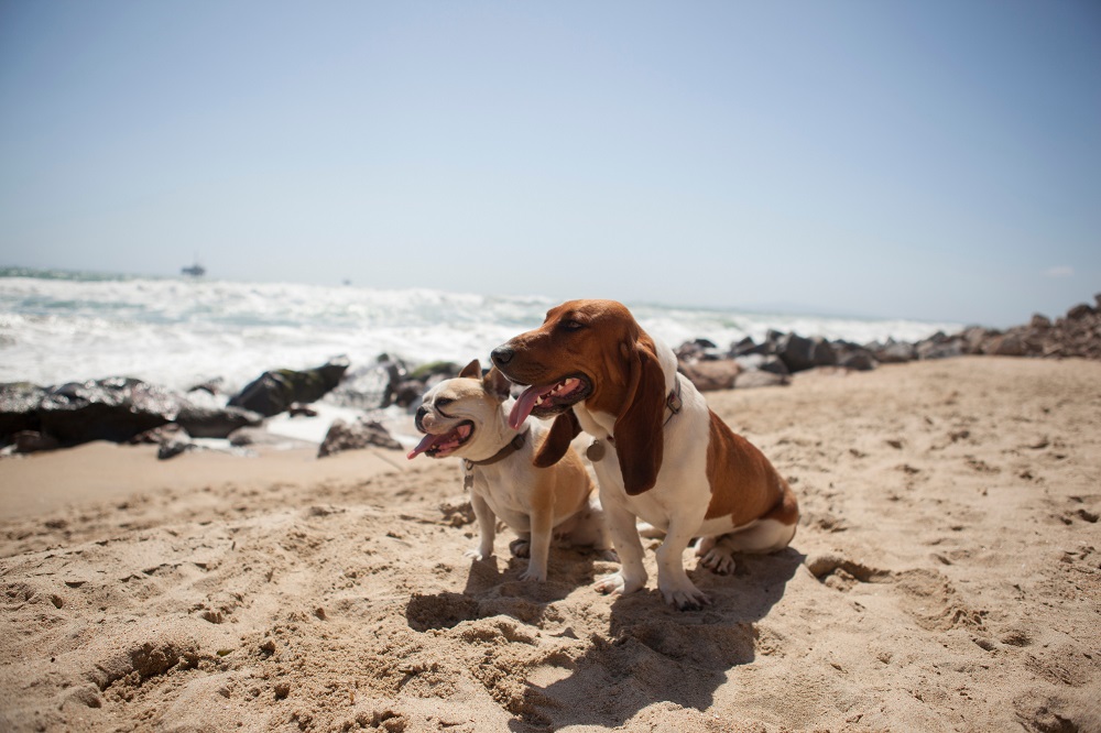 sun protectants for dogs