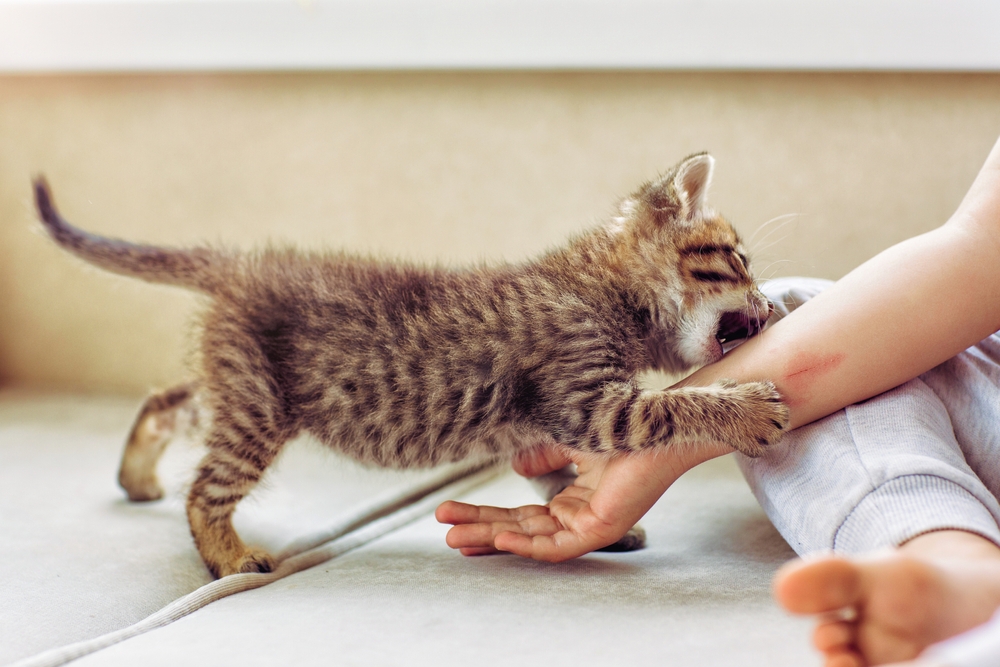 Pet, Adoption
