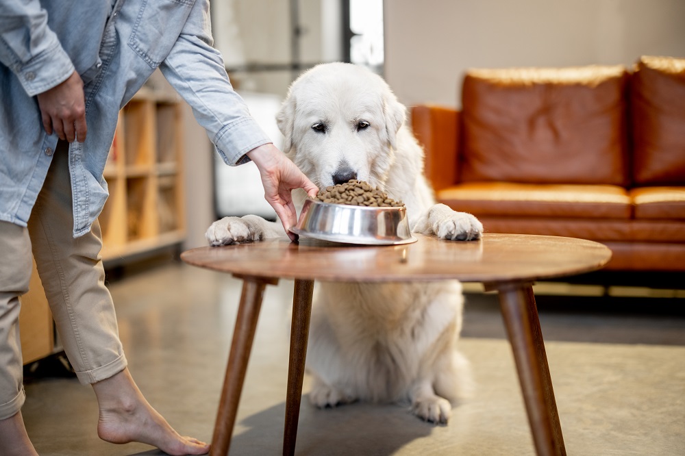 dog food
