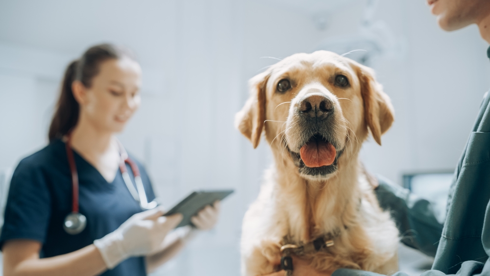 Pet, Adoption