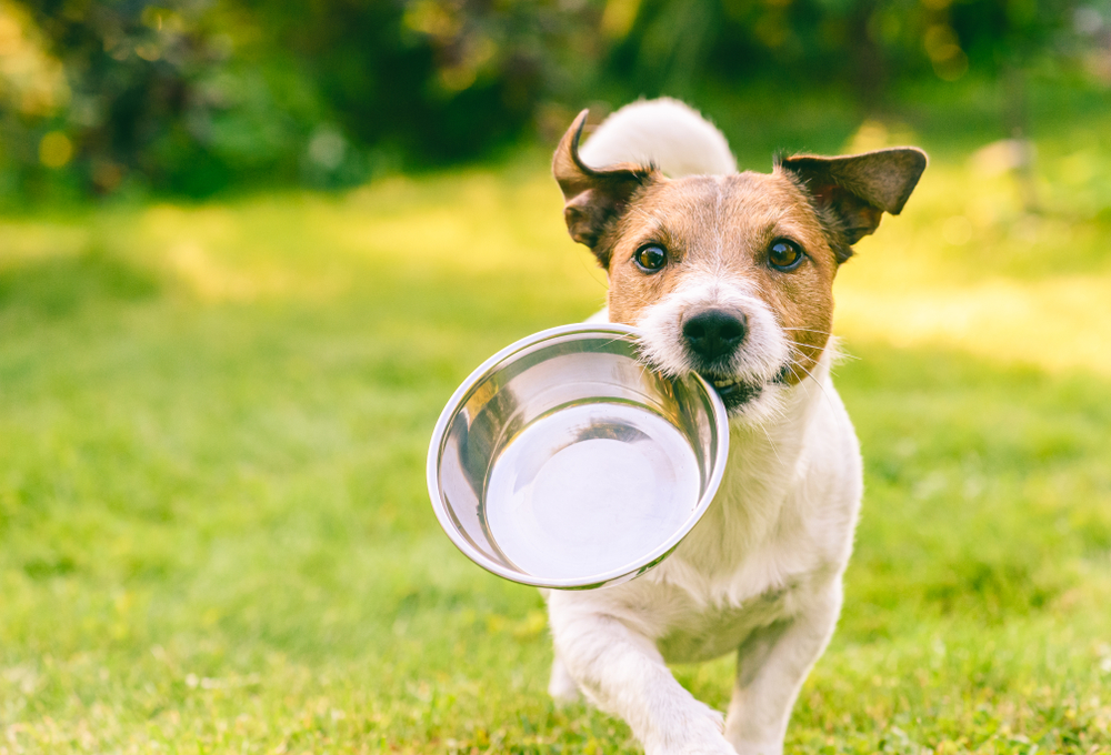 Common Dog Mistake dog food
