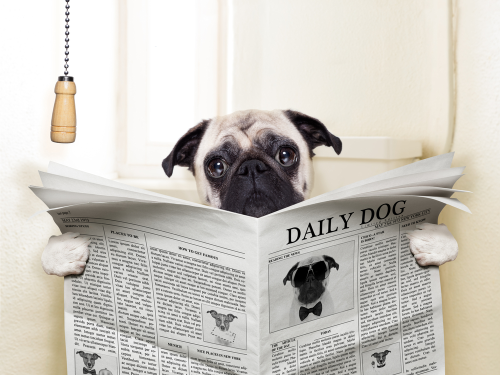 Pet-Proofing