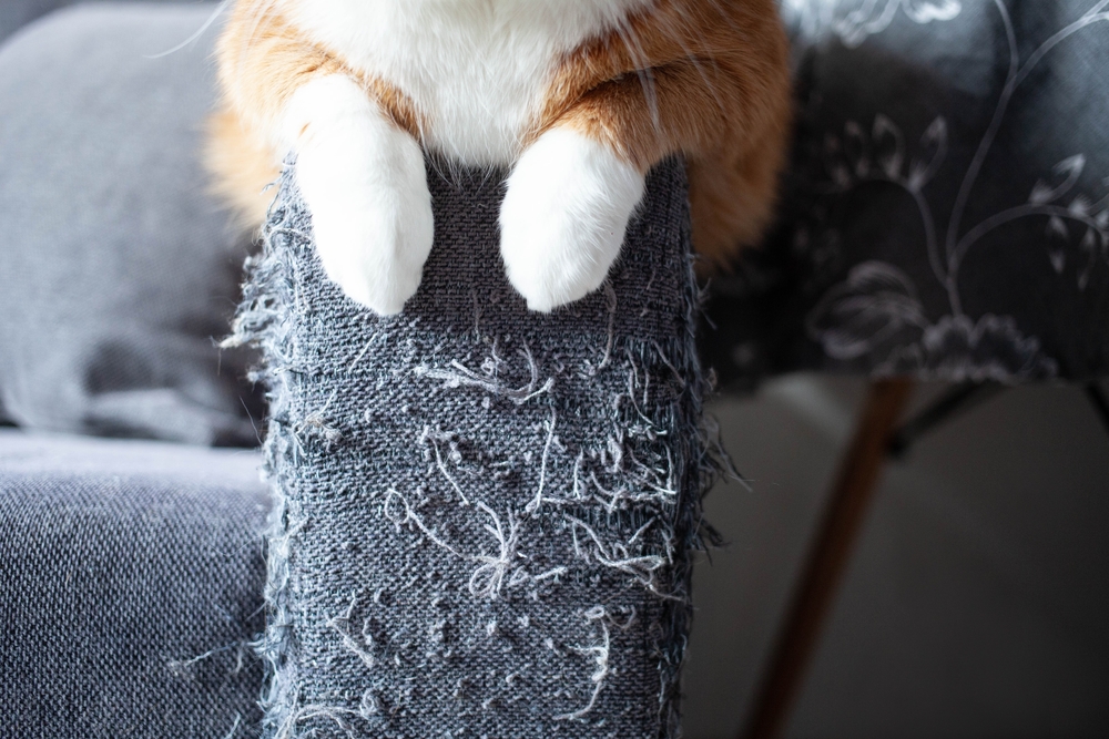 Pet Proofing