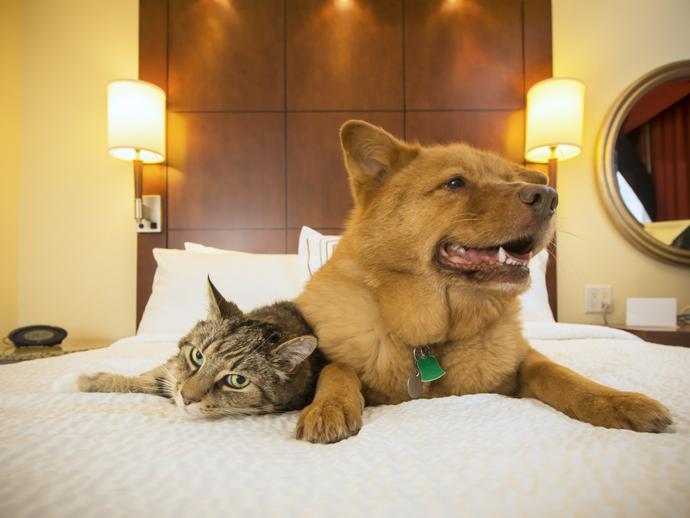 pets