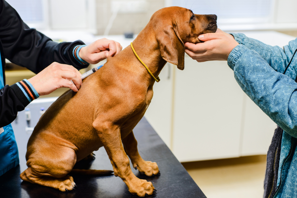 proactive pet care