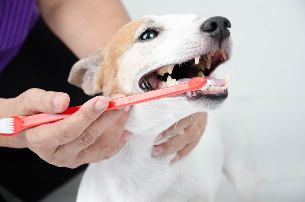 proactive pet care