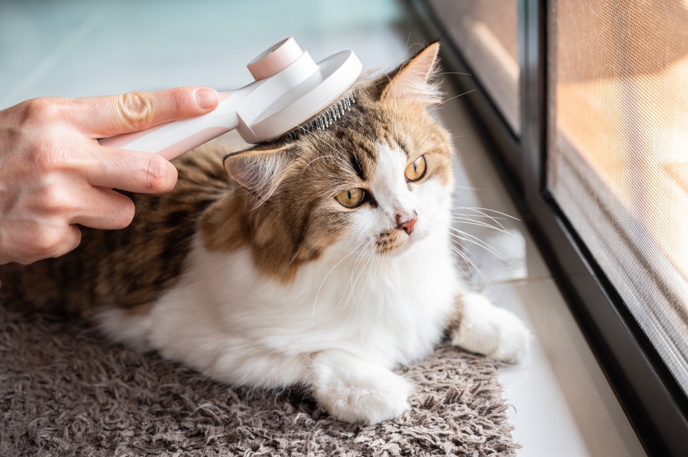 proactive pet care