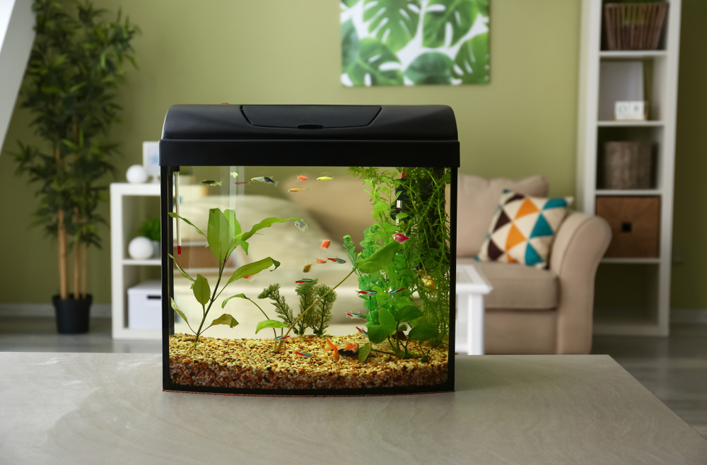 tips for buying an aquarium