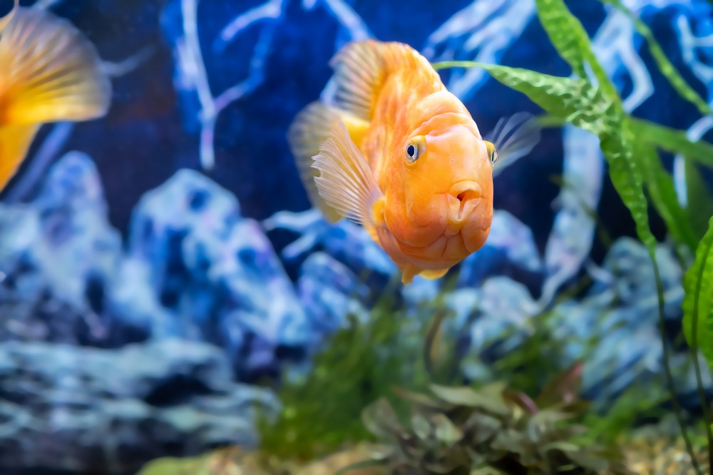 tips for buying an aquarium