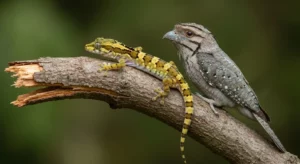 A close-up photograph of a leaf-tailed gecko clinging to a tree branch, its body shaped and colored to resemble a dead leaf.