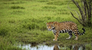 A jaguar walks through tall grasses in a South American wetland, other animals visible in the background.