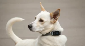 A dog wearing a smart collar, with a veterinarian examining its data on a tablet.